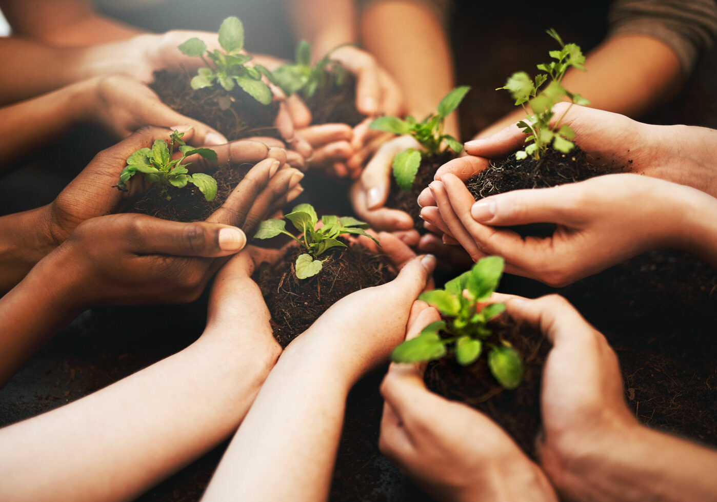 cultiver-ensemble Plusieurs mains de personnes diverses tenant ensemble de jeunes pousses dans la terre